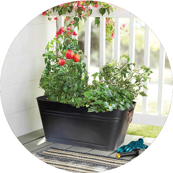 A black rectangular planter garden tub on a patio with tomatoes growing in it.